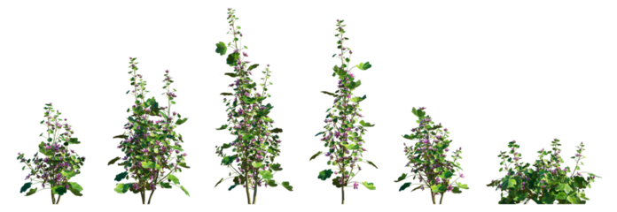 Malva sylvestris plant (Common Mallow or High Mallow) isolated png on a transparent background premium nature cutout