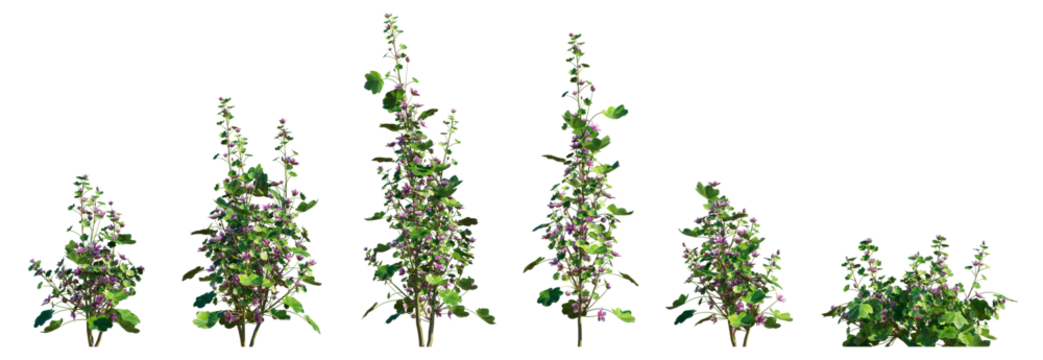 Malva sylvestris plant (Common Mallow or High Mallow) isolated png on a transparent background premium nature cutout