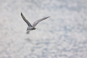 Gull-billed tern migratory birds flying in the wetlands of Malaysia
