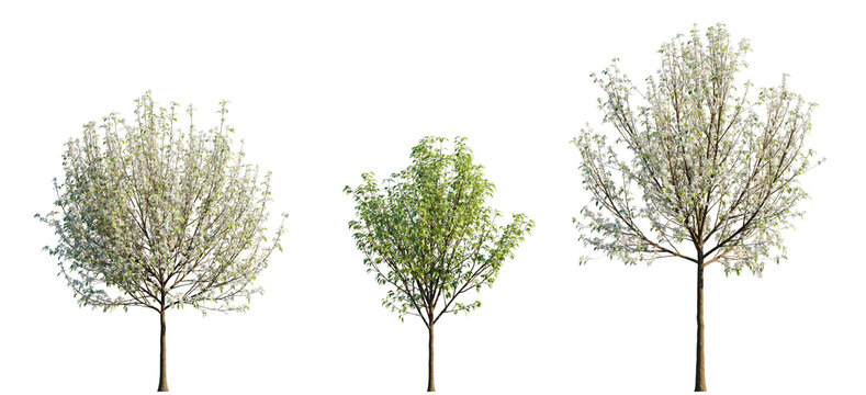 Pyrus nivalis small tree isolated png on a transparent background premium cutout (Snow Pear or Austrian Snow Pear)