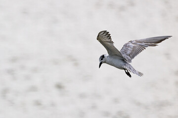 Gull-billed tern migratory birds flying in the wetlands of Malaysia