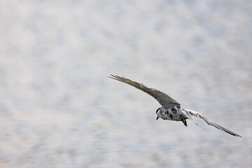 Gull-billed tern migratory birds flying in the wetlands of Malaysia