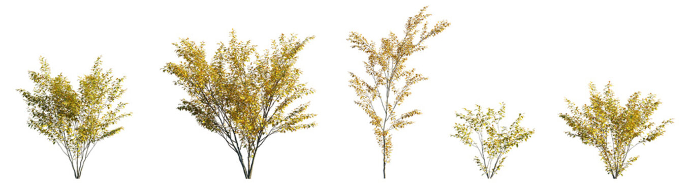 Lindera benzoin in Autumn: Golden Leaves. Isolated shrub or small tree png on a transparent background premium cutout
