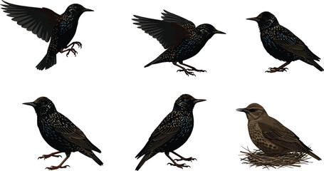 European starling bird illustration set, perched and flying poses, nest with juvenile, iridescent plumage vector art, wildlife nature design element