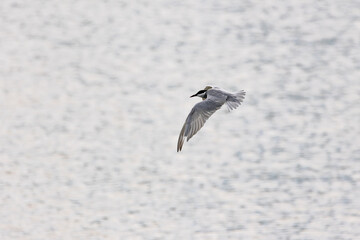Gull-billed tern migratory birds flying in the wetlands of Malaysia