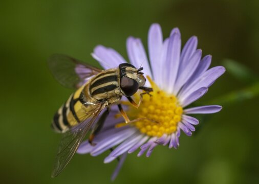 Hoverfly - Powered by Adobe