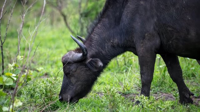 African buffalo, cape buffalo grazing grass, National Park in Africa