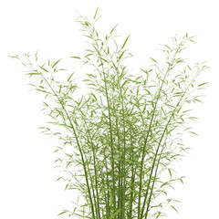 Fototapeta premium Green grass seed heads isolated on transparent background