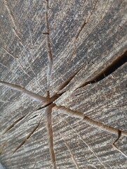 old wood texture