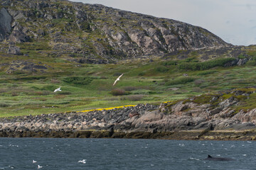 A whale fin emerges near the rocky coast with green slopes and seabirds flying above the Arctic...
