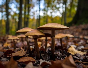 Cluster of mushrooms in autumnal forest floor