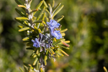 Flores malvas