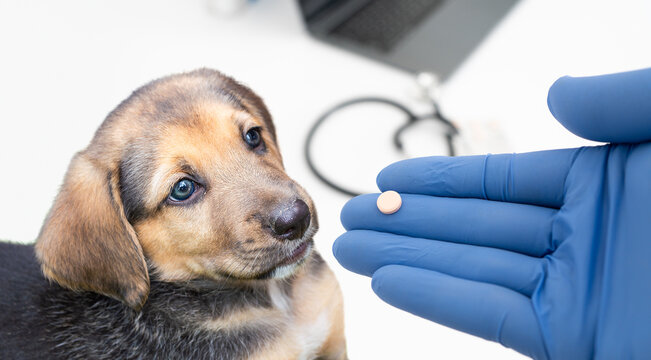 The veterinarian's blue gloved hand reaches out to give a pill to a dog at veterinarian office.