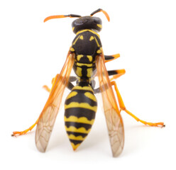 Wasp isolated on white background, rear view