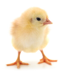 Yellow chick isolated on white background