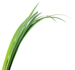 Green grass leaves isolated on white background