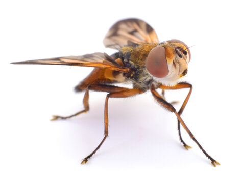 Tachinid fly isolated on white background, macro close up