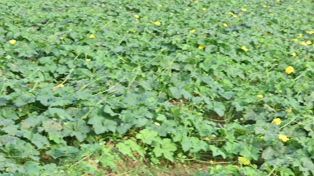 Sponge gourd vine in the field. Its common names the&nbsp;Luffa aegyptiaca, Egyptian cucumber and &nbsp;Vietnamese luffa. This is an&nbsp;annual&nbsp;species of&nbsp;vine&nbsp;cultivated for its fruit, native to&nbsp;South Asia.
