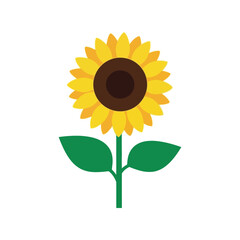 Vibrant sunflower with green leaves isolated on white vector illustration vector