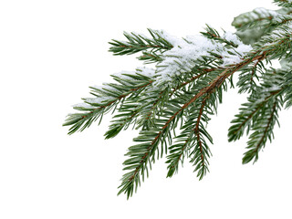 Obraz premium christmas tree branches with snow on white