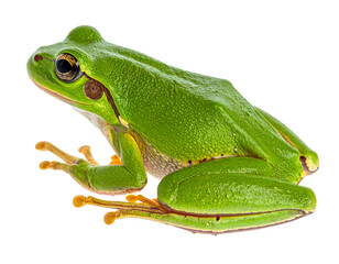  Realistic Green Frog Isolated PNG