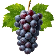 Fresh bunch of dark purple grapes with green leaves isolated on white background