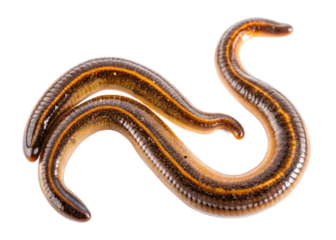 Land flatworms isolated on transparent background. The top view of a living Land flatworms, high resolution images shot in a studio room.