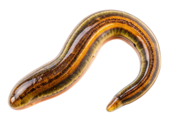 Land flatworms isolated on transparent background. The top view of a living Land flatworms, high resolution images shot in a studio room.
