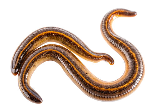 Land flatworms isolated on transparent background. The top view of a living Land flatworms, high resolution images shot in a studio room.