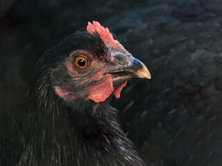 Backyard Egg Laying Chicken Portrait Sustainable Farming Homesteading