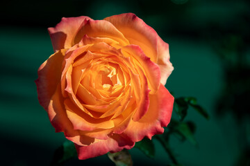 rosa colres claros , tonalidades del naranja  con fondo verde 