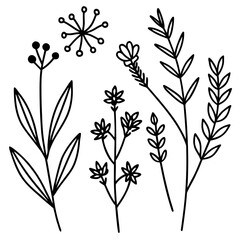 Botanical Line Art Collection