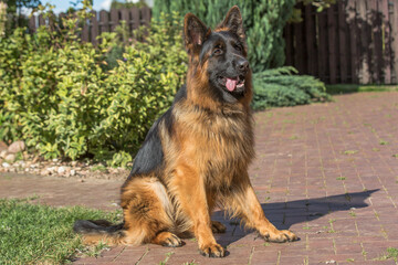 A large, long-haired, black and tan German Shepherd stands on a brick-paved path in a yard on a sunny day.