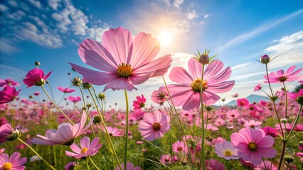 Obraz premium Field of Pink Cosmos Flowers Blooming Under a Sunny Blue Sky
