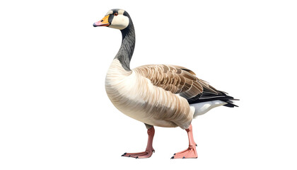 Obraz premium A single Canada goose standing in profile on a white background.