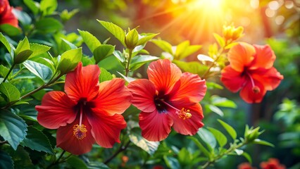 Fototapeta premium Vibrant Red Hibiscus Flowers Blooming in Sunlight in a Lush Garden