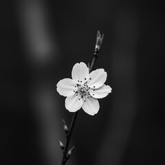 흑백으로 표현한 벚꽃 한 줌
