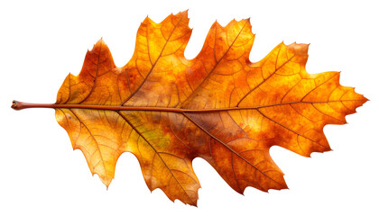 Obraz premium Autumn Oak Leaf Detailed Macro Photography.