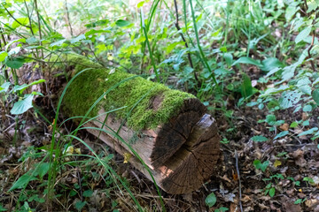 Old moss-covered tree stump with natural green moss growing on weathered wood surface surrounded by lush forest vegetation and grass. Nature cycle, forest ecosystem and organic decay process.
