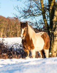 Winter horse in snowy field