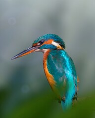 The Common Kingfisher is brilliant turquoise and orange. The background is soft bokeh. The feather details are in sharp focus.