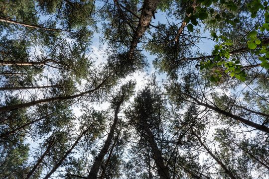 Low angle view looking up at tall pine tree trunks and branches creating natural canopy pattern against cloudy sky. Forest perspective, nature photography and upward woodland view composition. - Powered by Adobe