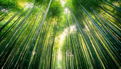 Fototapeta premium Lush Green Bamboo Forest With Tall Straight Stalks Dense Sunlight Filtering Through