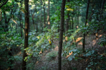 거미가 있는 숲속 