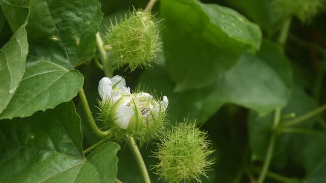 scarlet passion fruit flower or passiflora foetida tropical herb growing in backyard garden