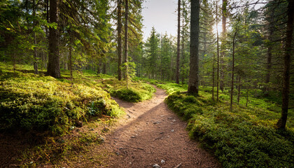 Two Hiking Paths In The Forest Converge Into A Single