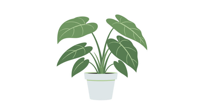 A lush green potted plant with large leaves stands tall.