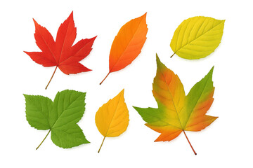 Colorful autumn leaves changing season colors on transparent background