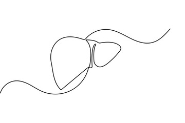 Human liver anatomy outline continuous one line drawing minimalist medical organ vector illustration
