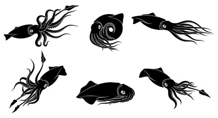Squid silhouettes in different positions isolated on white background